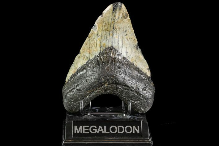 Large, Fossil Megalodon Tooth - North Carolina #108939